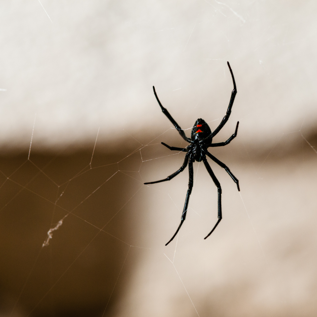 Spiders essential online oils