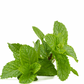 Peppermint Essential Oil Mini