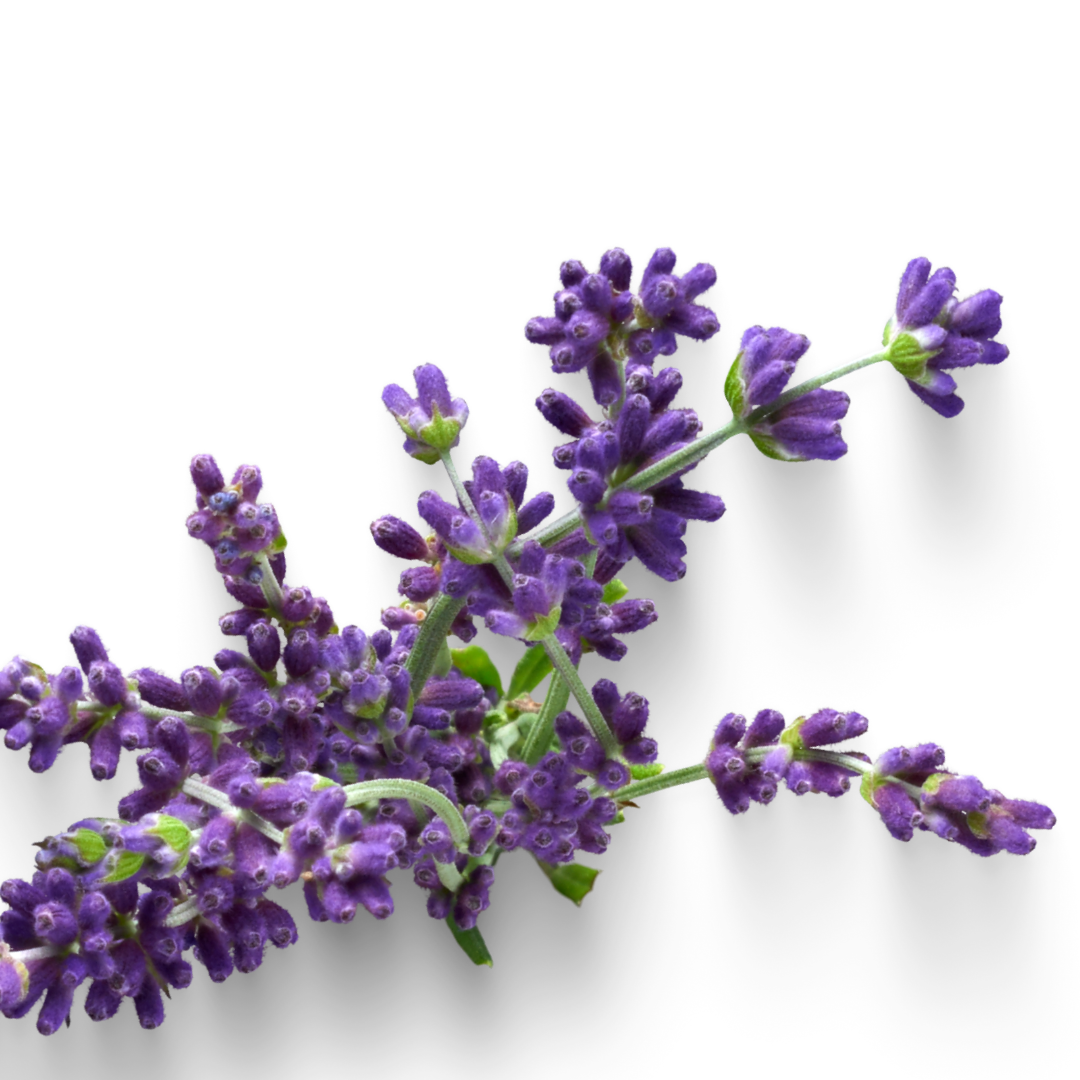 Lavender Essential Oil Mini