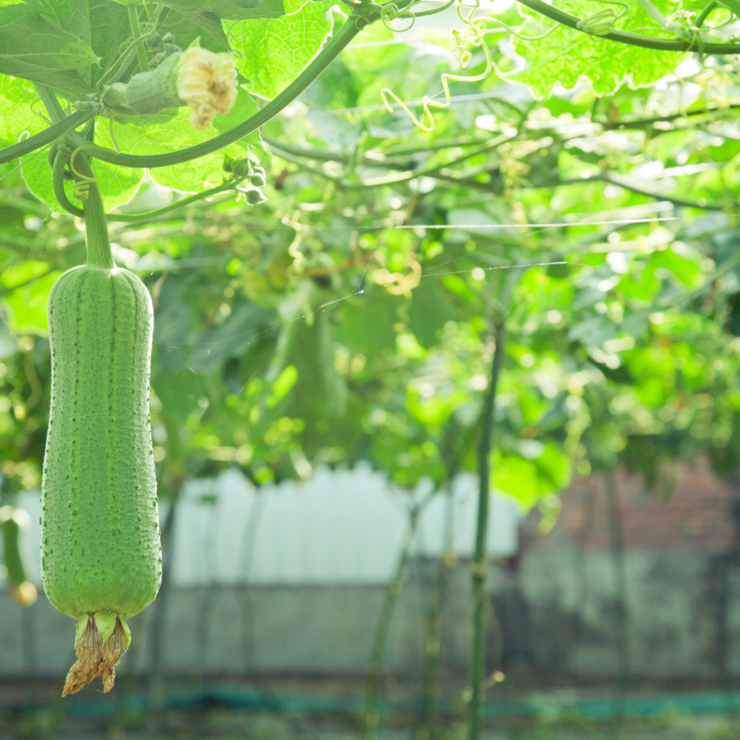 Organic Loofah Sponge